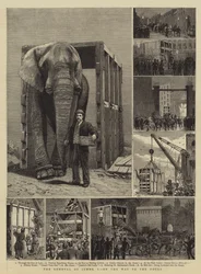 The Removal of Jumbo, I, on the Way to the Docks